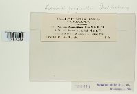 Puccinia pimpinellae image