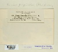 Puccinia pimpinellae image