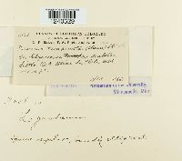 Puccinia pimpinellae image