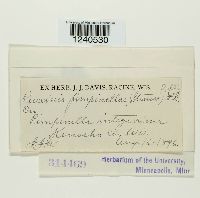 Puccinia pimpinellae image