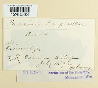 Puccinia pimpinellae image