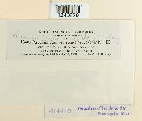 Puccinia pimpinellae image