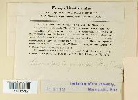 Puccinia pimpinellae image