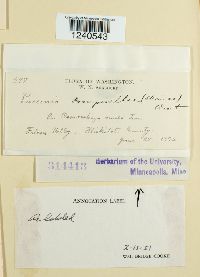 Puccinia pimpinellae image