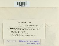 Puccinia pimpinellae image