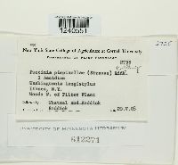 Puccinia pimpinellae image