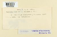 Puccinia pimpinellae image