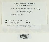 Puccinia pimpinellae image