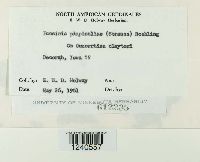 Puccinia pimpinellae image