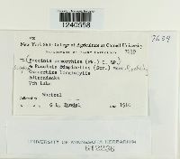 Puccinia pimpinellae image