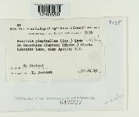 Puccinia pimpinellae image