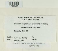 Puccinia pimpinellae image