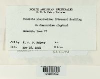 Puccinia pimpinellae image