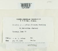 Puccinia pimpinellae image