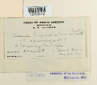 Puccinia pimpinellae image