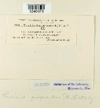 Puccinia pimpinellae image