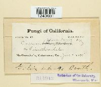 Puccinia plumbaria image