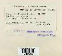 Puccinia poarum image