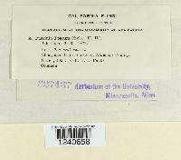 Puccinia poarum image