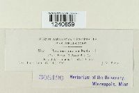 Puccinia poarum image