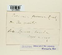 Puccinia poarum image