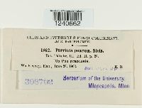 Puccinia poarum image