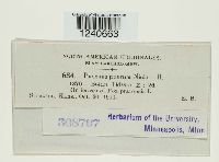 Puccinia poarum image