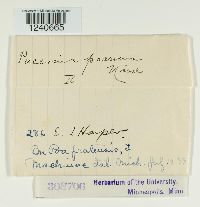 Puccinia poarum image