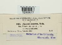 Puccinia poarum image