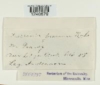 Puccinia poarum image