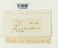 Puccinia poarum image