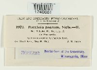 Puccinia poarum image