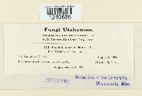 Puccinia poarum image