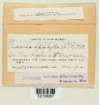 Puccinia poarum image