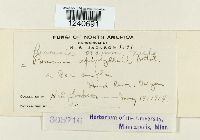 Puccinia poarum image