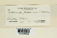 Puccinia poarum image