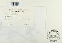 Puccinia poarum image