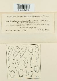 Puccinia poculiformis image