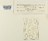 Puccinia poculiformis image