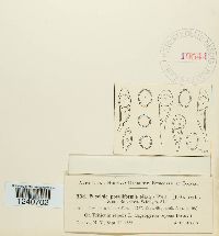 Puccinia poculiformis image