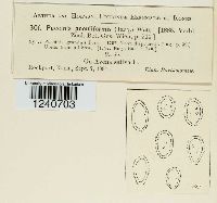 Puccinia poculiformis image