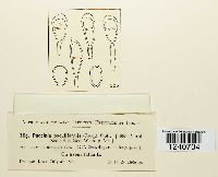 Puccinia poculiformis image