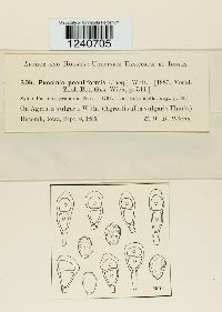 Puccinia poculiformis image