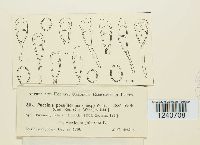 Puccinia poculiformis image