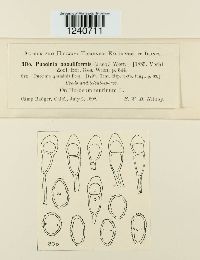 Puccinia poculiformis image