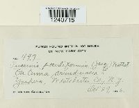 Puccinia poculiformis image