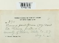 Puccinia poculiformis image