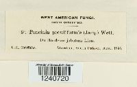 Puccinia poculiformis image