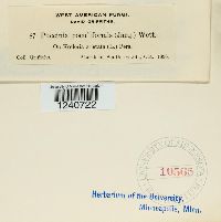 Puccinia poculiformis image