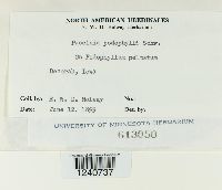 Puccinia podophylli image